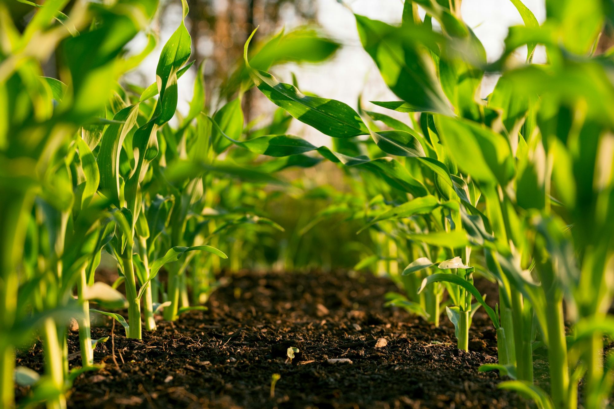 Rows of young maize, seen from ground level
